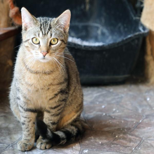 Oskar