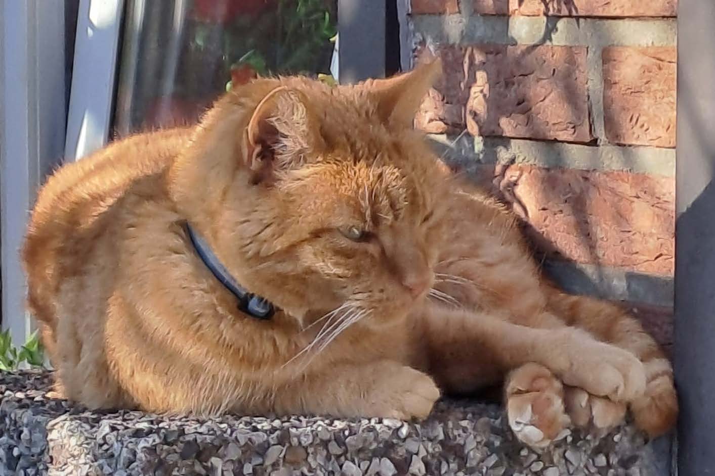 Felix wird vermisst!