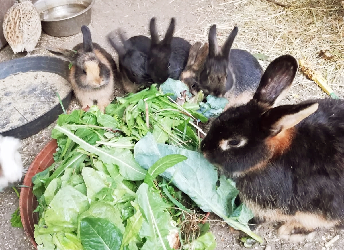 7 Kaninchen
