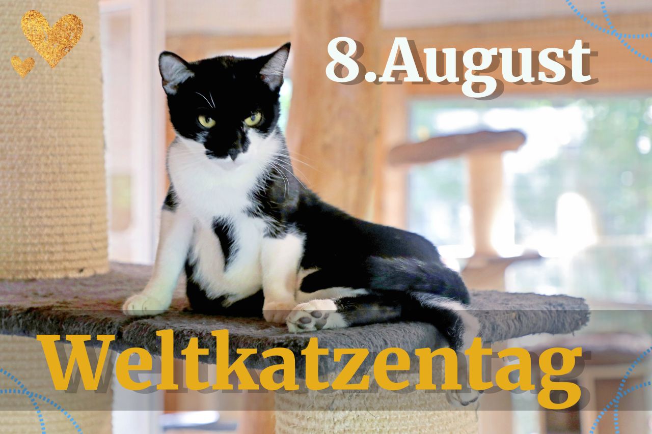 Zum Weltkatzentag am 8. August 2022